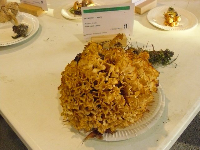 7 68gm st mycologique